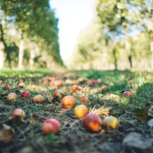 verger-kerné-automne