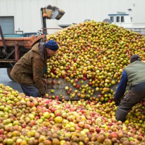 réception-des-pommes-kerné