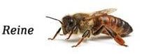 trois-types-abeilles-2