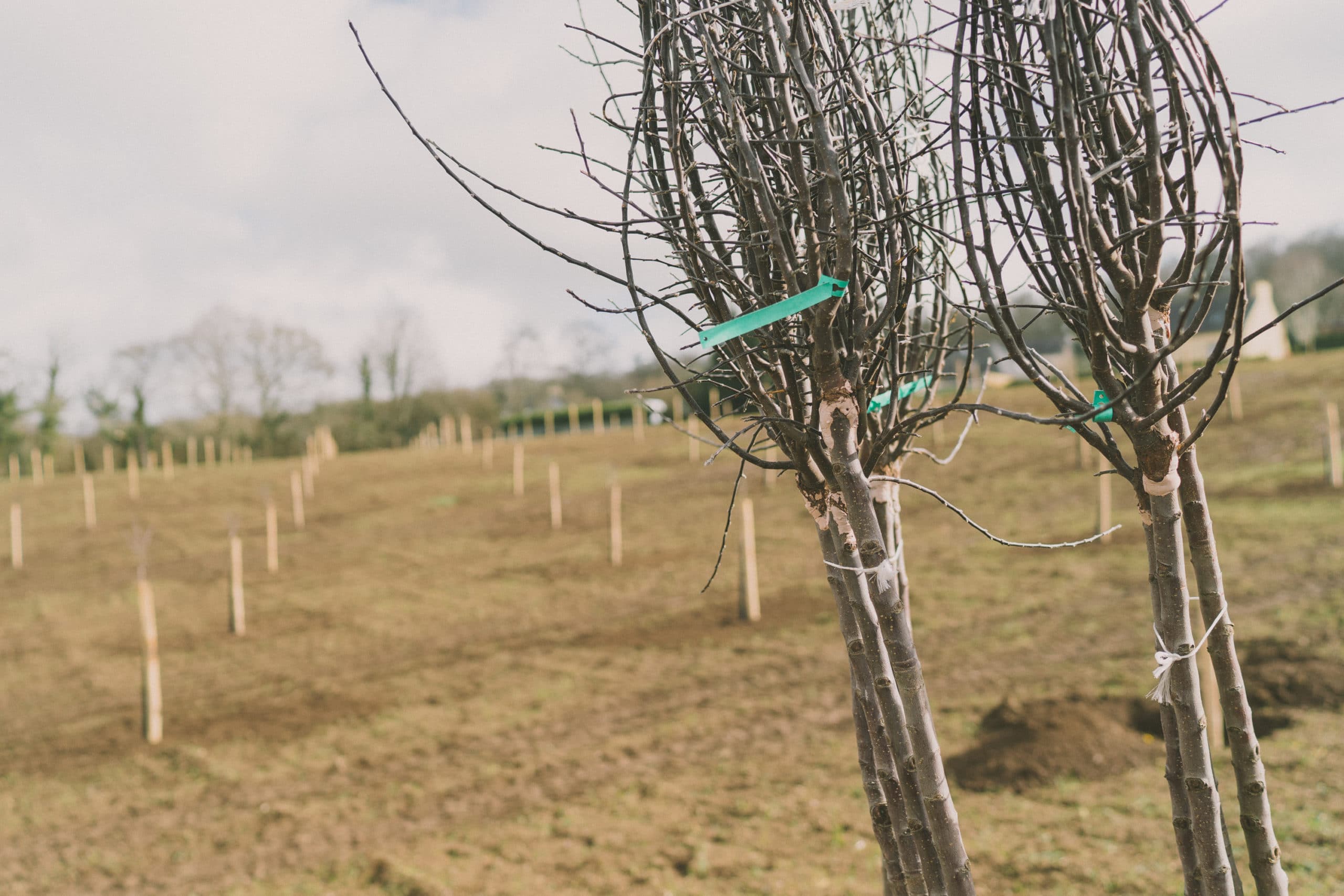 plantation-pommiers-kerné-quimper