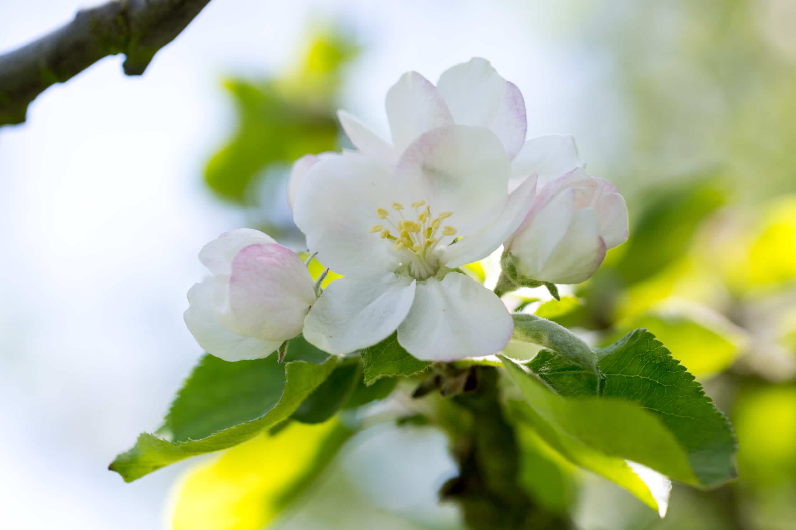 Pommiers-en-fleurs-scaled