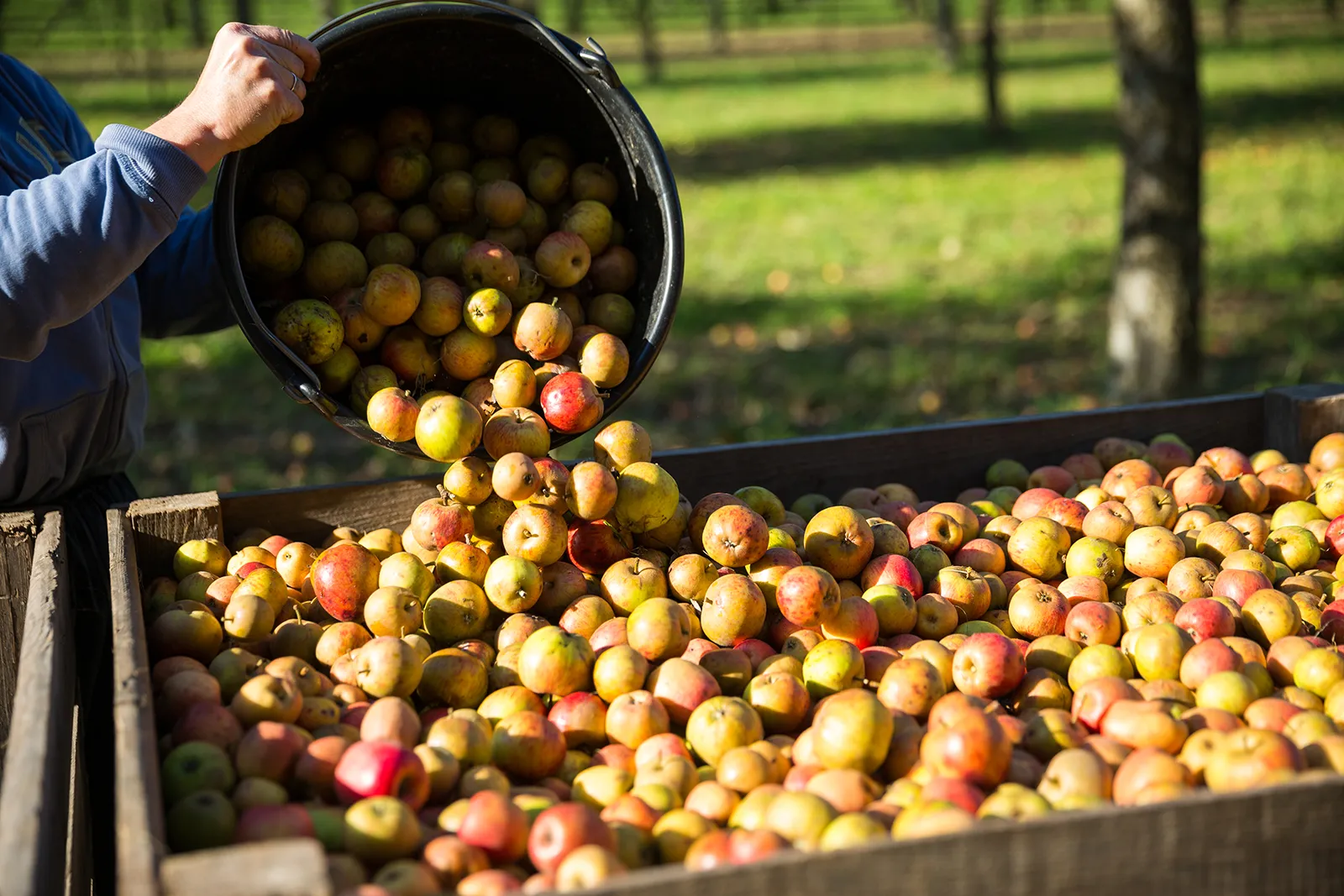 Apples, a delicate raw material