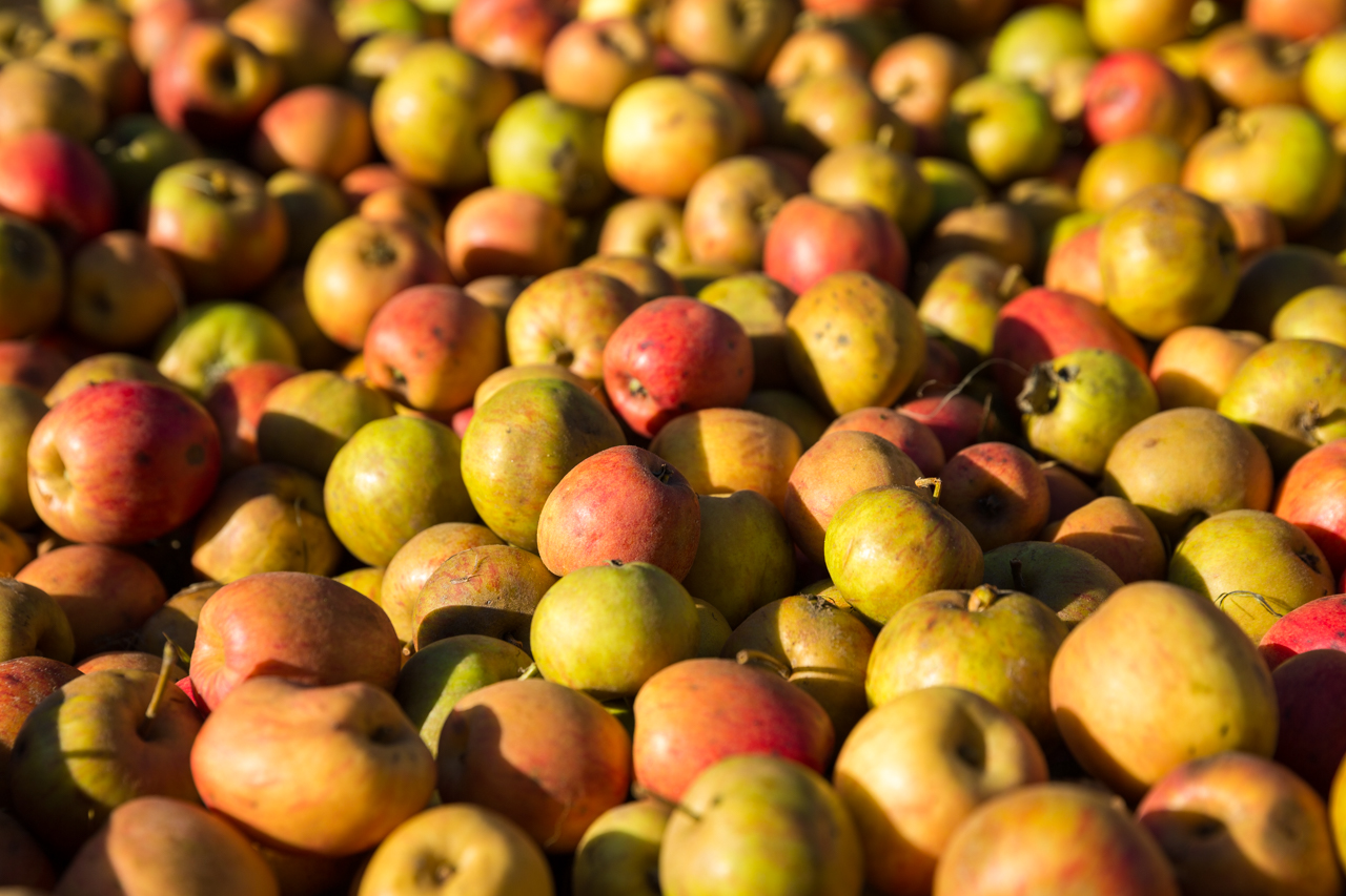 Découverte des pommes à cidre avec Sandra de 